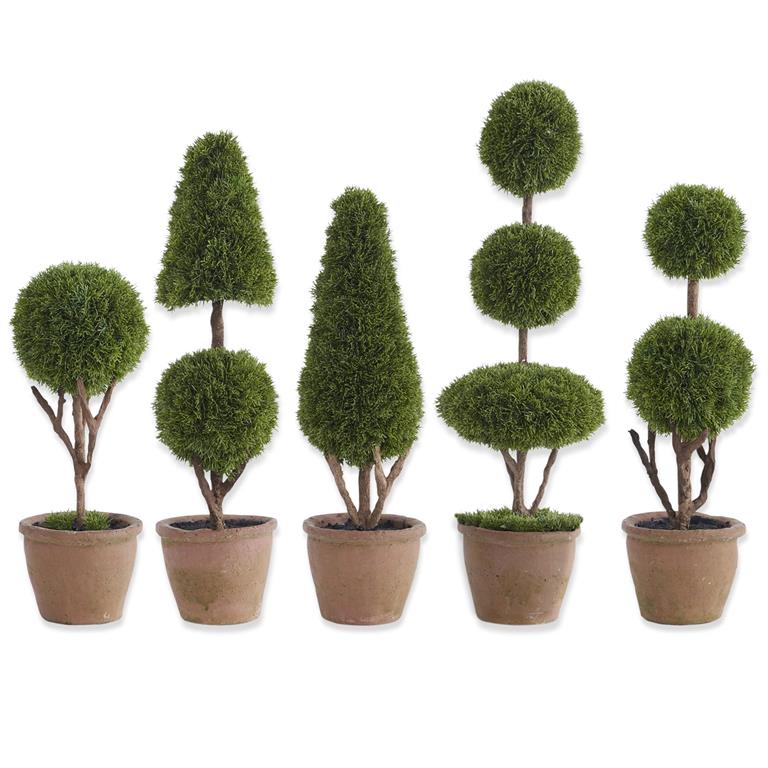 Cypress Topiary Tree