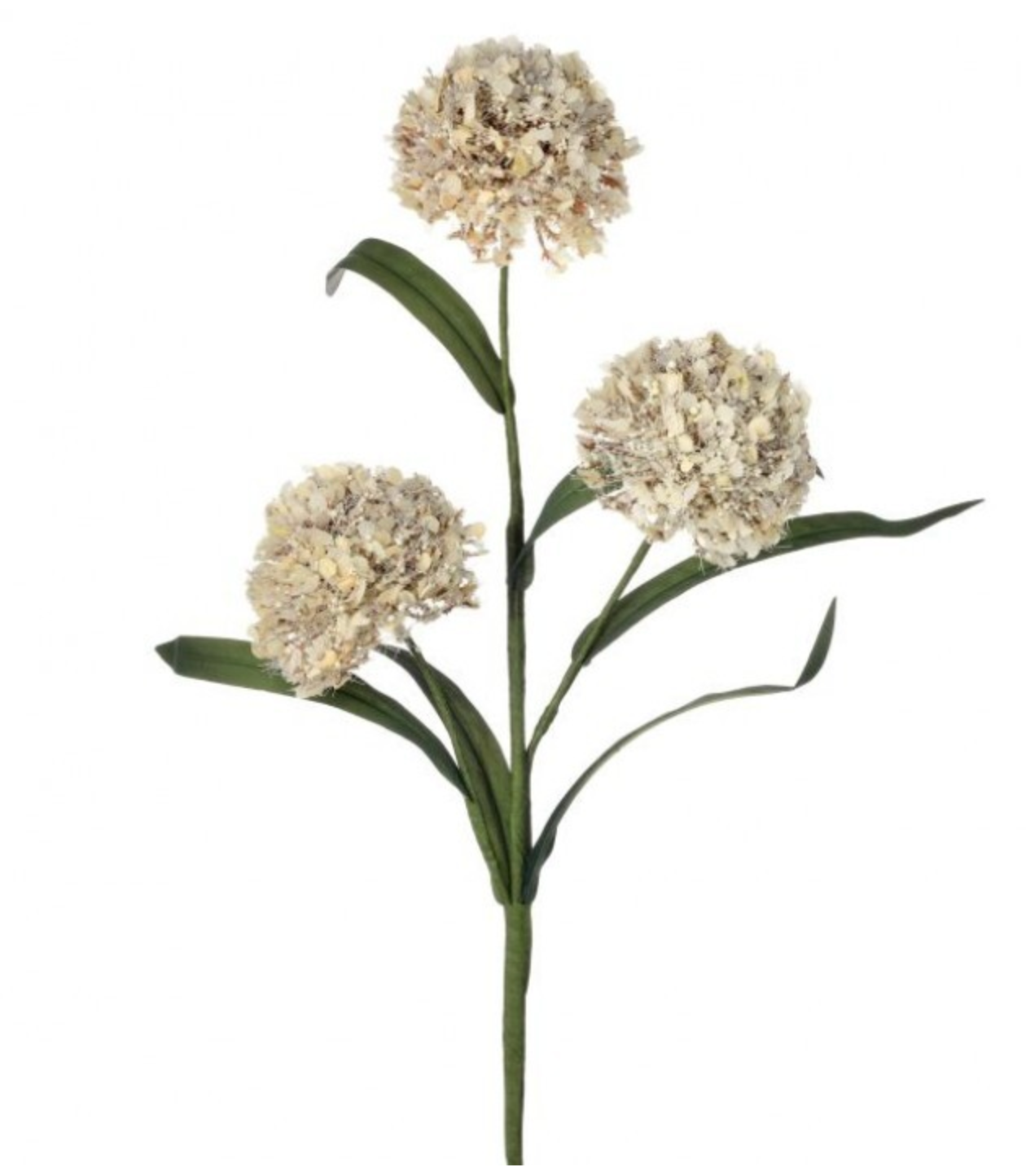 20" WILD FOAM ALIUM SPRAY Cream