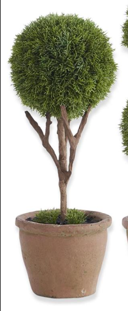 Cypress Topiary Tree
