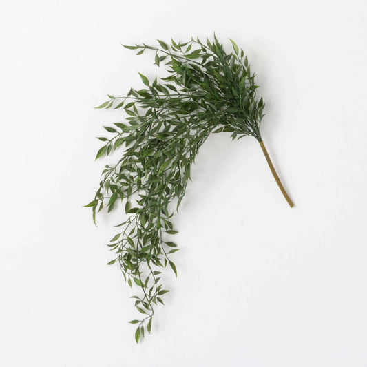 RUSCUS BUSH