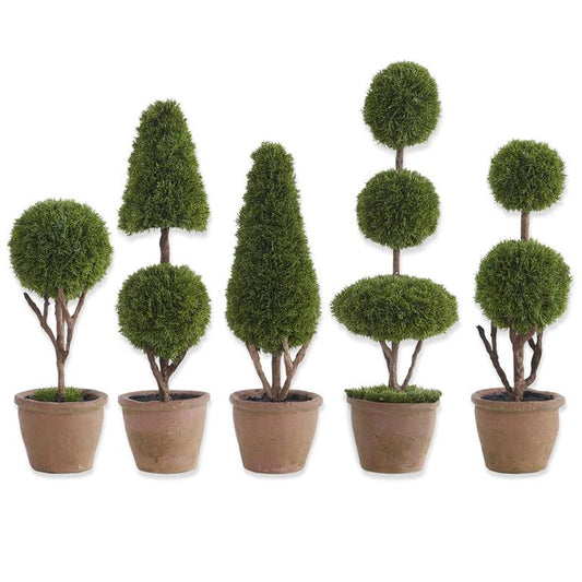 Cypress Topiary Tree