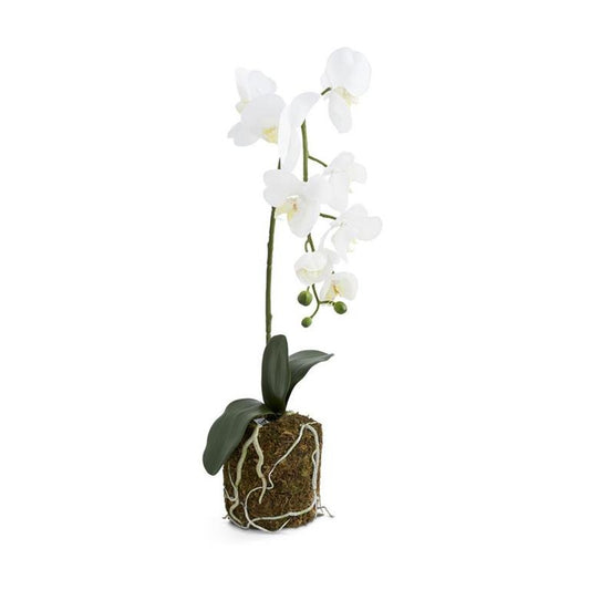 Orchid in Moss
