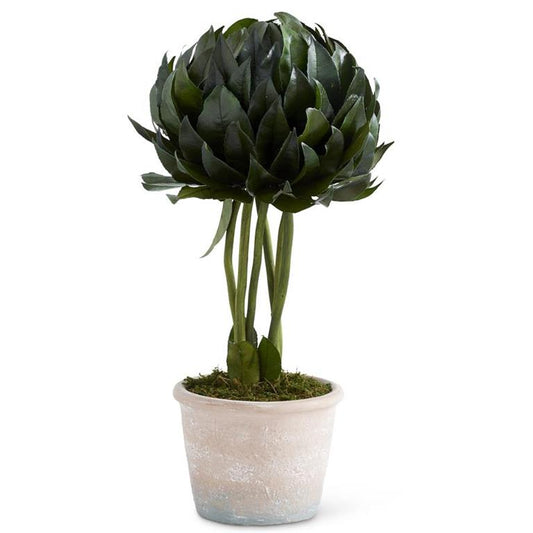 Dried Magnolia Leaf Ball Topiary in Pot