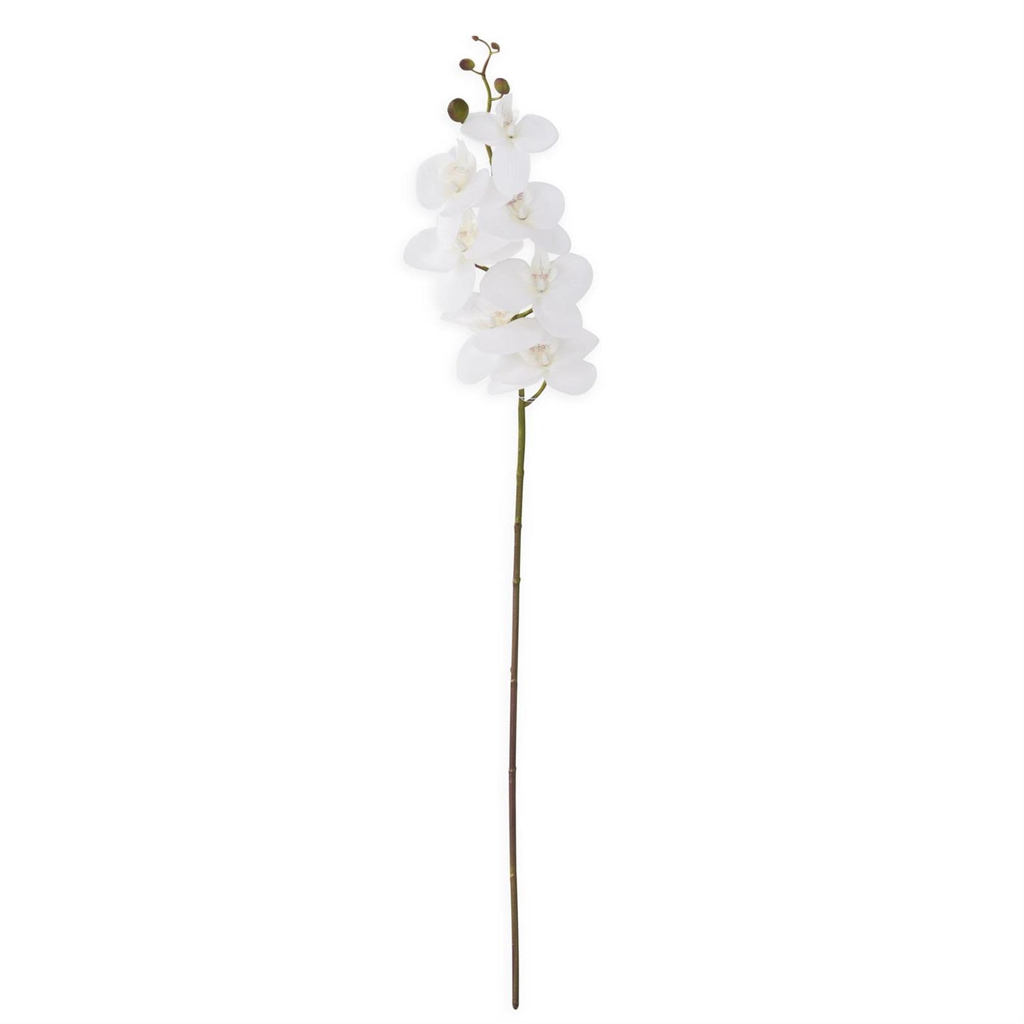 Orchid Stem - White