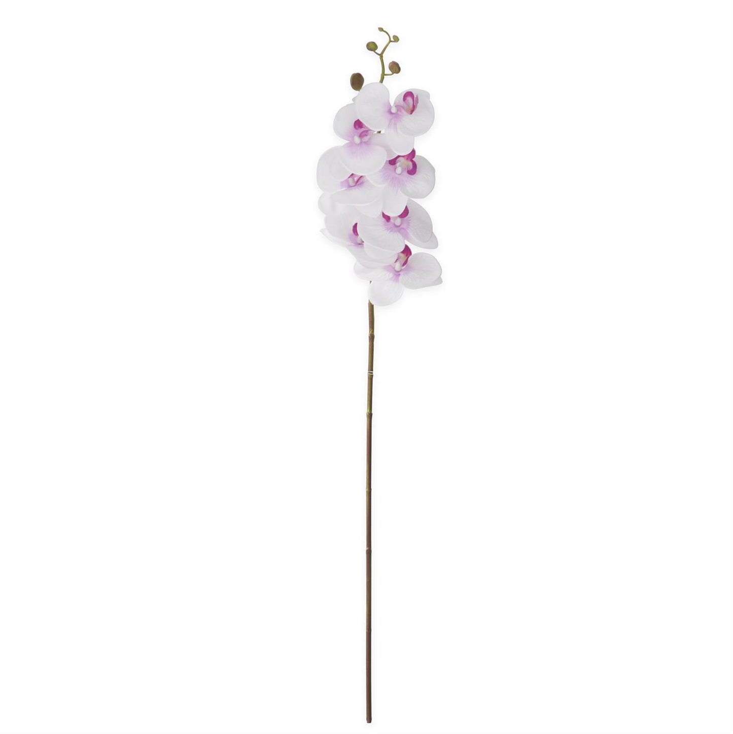 Orchid Stem - White and Purple