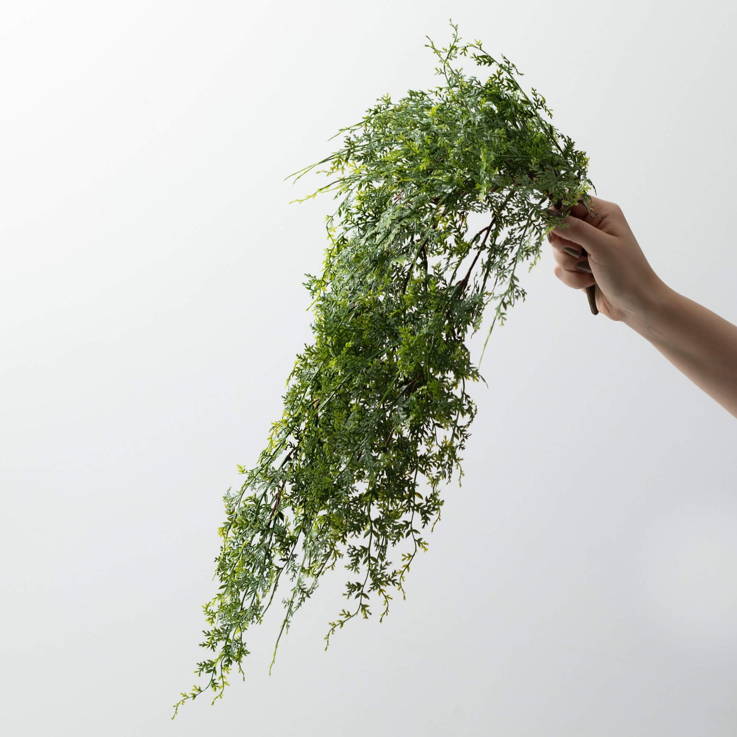 MINI FERN HANGING BUSH