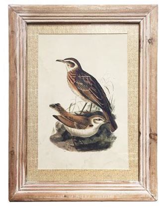 Wood Framed Bird Print
