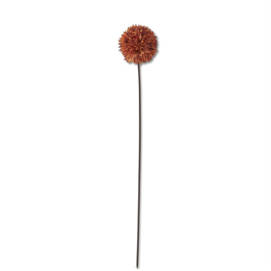 Orange Allium Stem