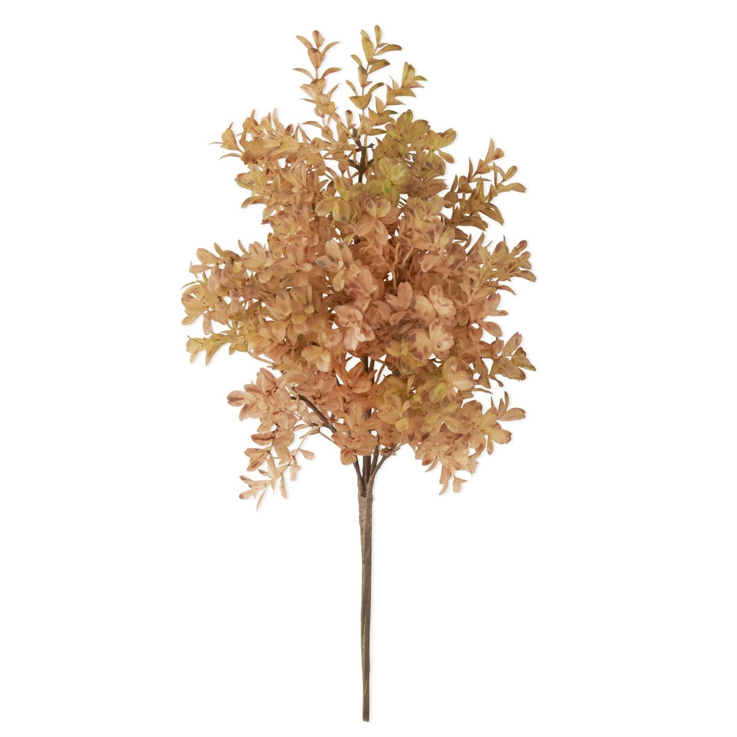 Brown with Green Myrtle Bush