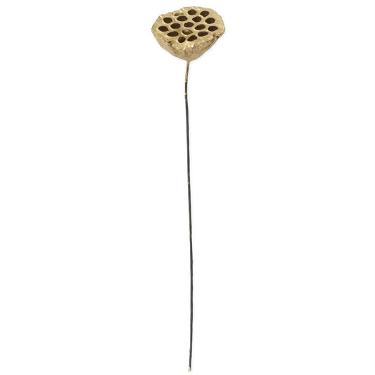 Gold Lotus Seedpod