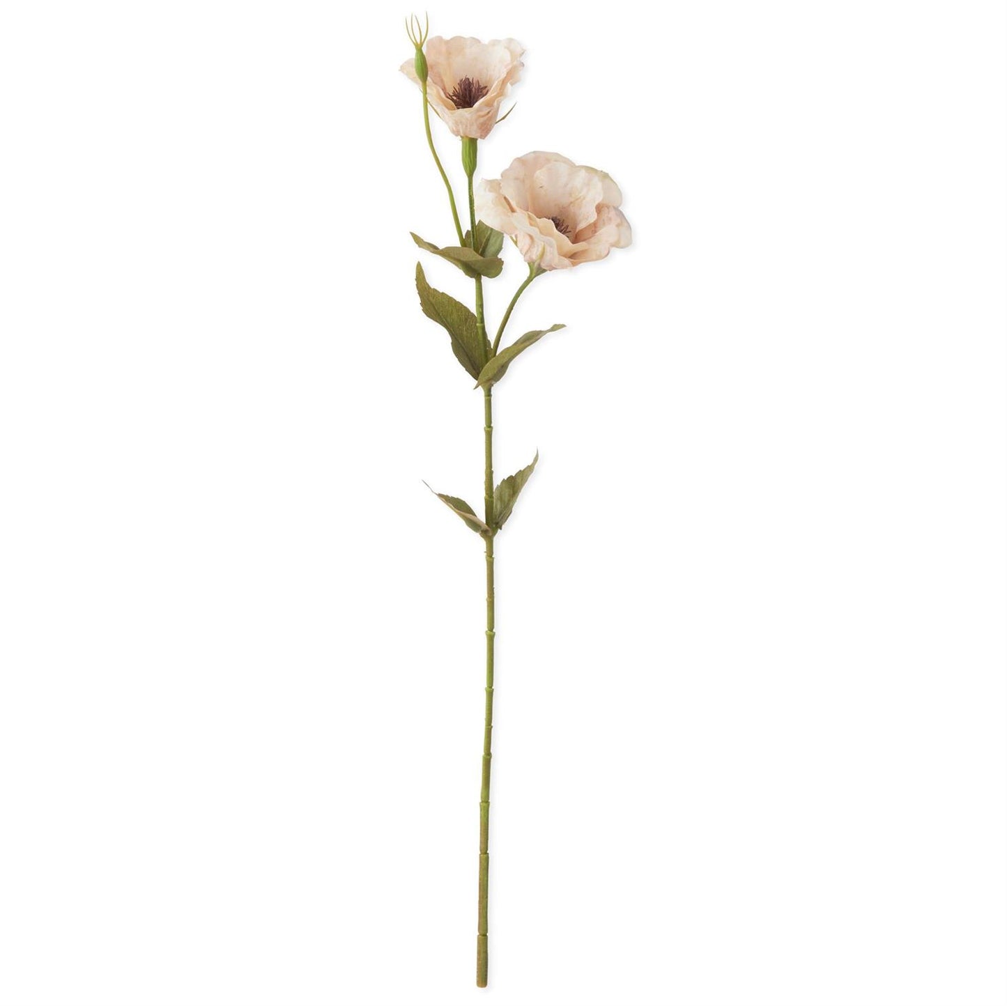 Cream Bellflower Stem