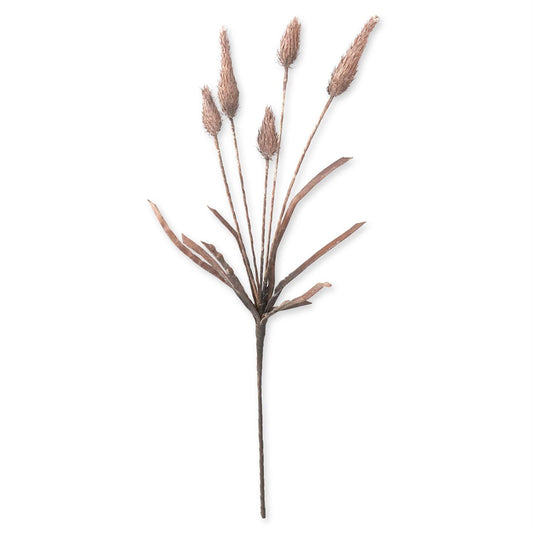Brown Cone Thistle Eva Stem