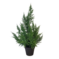 Fresh Touch Cedar Tree in Plastic Pot