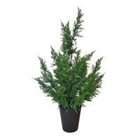 Large Fresh Touch Cedar Tree in Plastic Pot