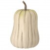 Cream Gourd Pumpkin