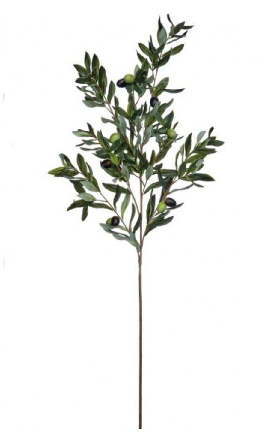 Amalfi Fruited Olive Stem