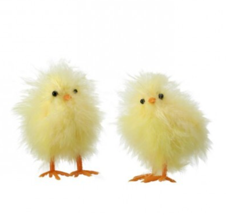 Fluffy Feather Chick