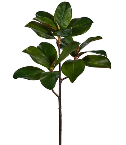Magnolia Leaf Branch