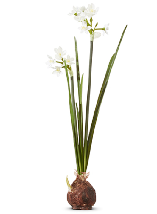 Paperwhite Bulb