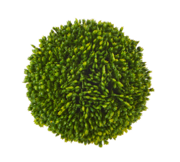 4" Sedum Ball