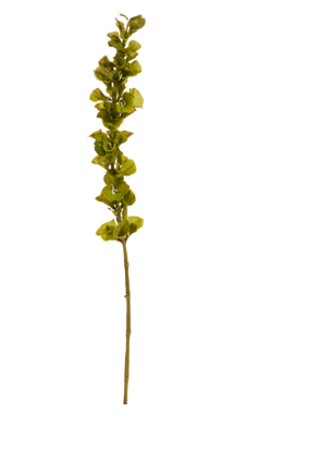 42" Bells of Ireland Stem