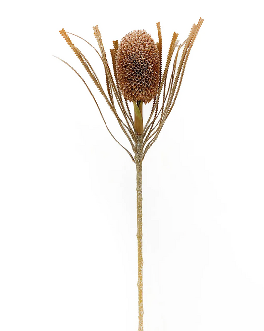 Banksia Protea Coffee