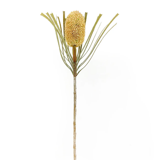 Banksia Protea Tusk