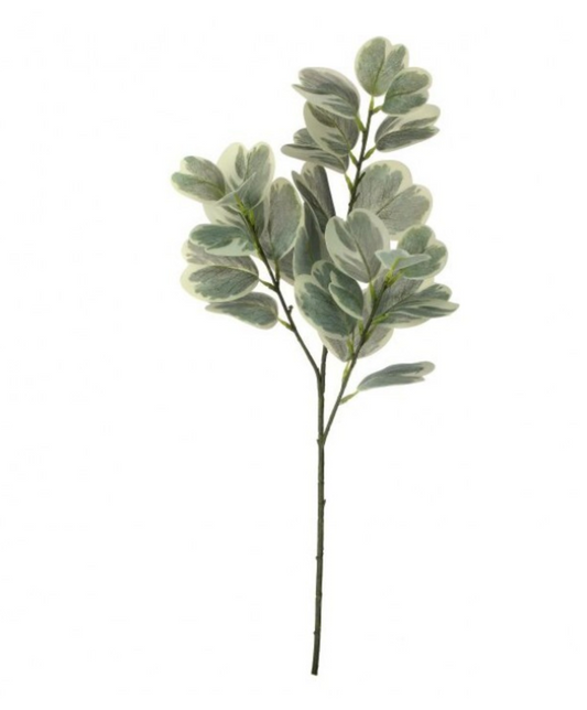 28" GARDEN EUYNOMUS SPRAY