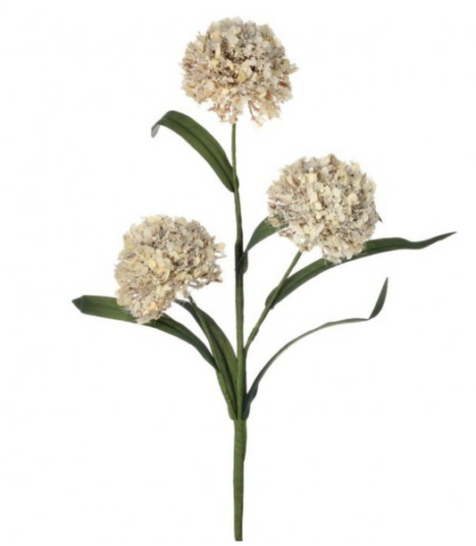 20" WILD FOAM ALIUM SPRAY Cream