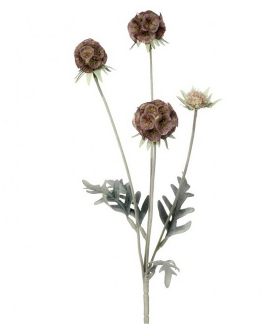 23" GARDEN SCABOSIA SPRAY X4 2