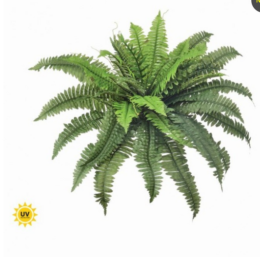 30" UV ESTATE BOSTON FERN