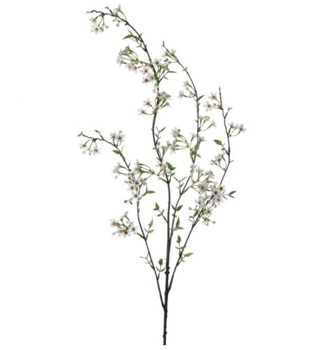 WAX FLOWER SPRAY