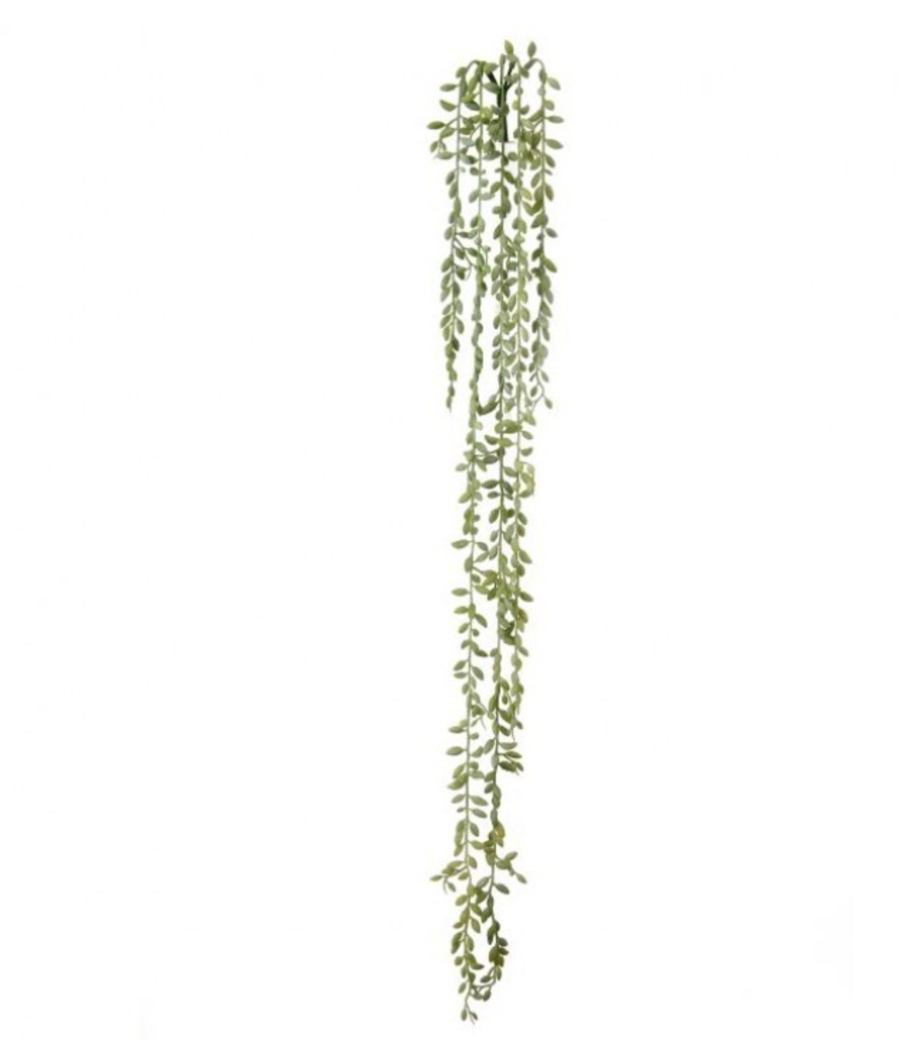 PL. NAT.TCH. SUCCULENT SEED VINE X5 35"  1