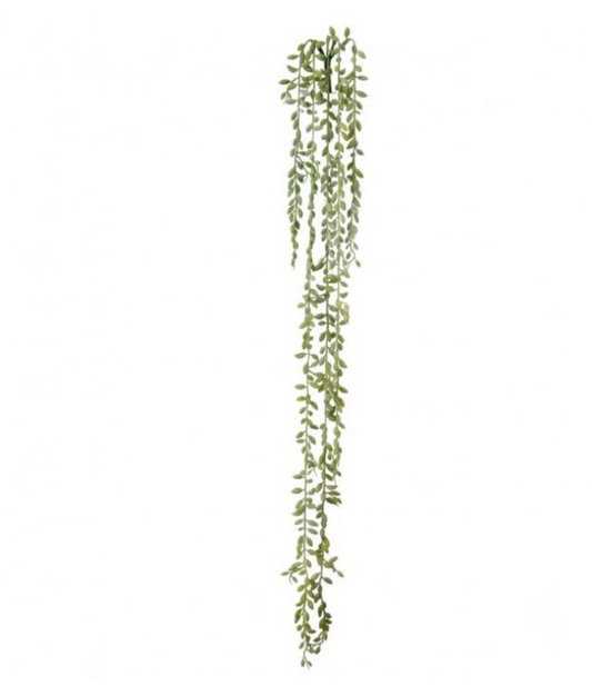 PL. NAT.TCH. SUCCULENT SEED VINE X5 35"  1