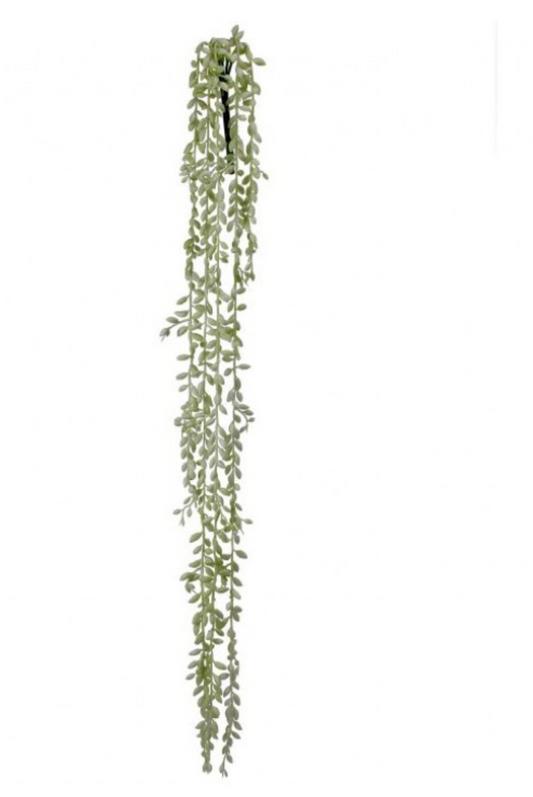 PL. NAT.TCH. SUCCULENT SEED VINE X5 35"  2