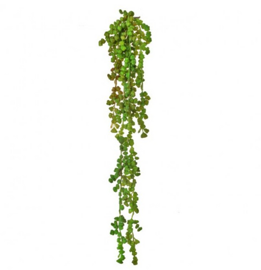 PL NAT TCH NUT SUCCULENT VINE 19" 1
