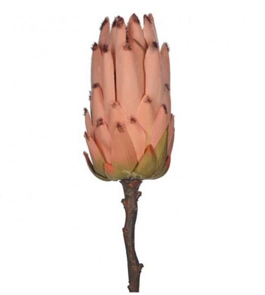 Young Protea Stem - Blush