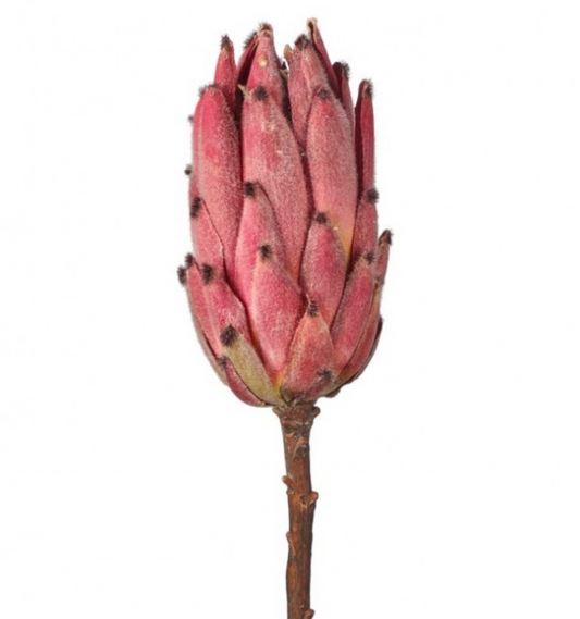 Young Protea Stem - Dark Pink