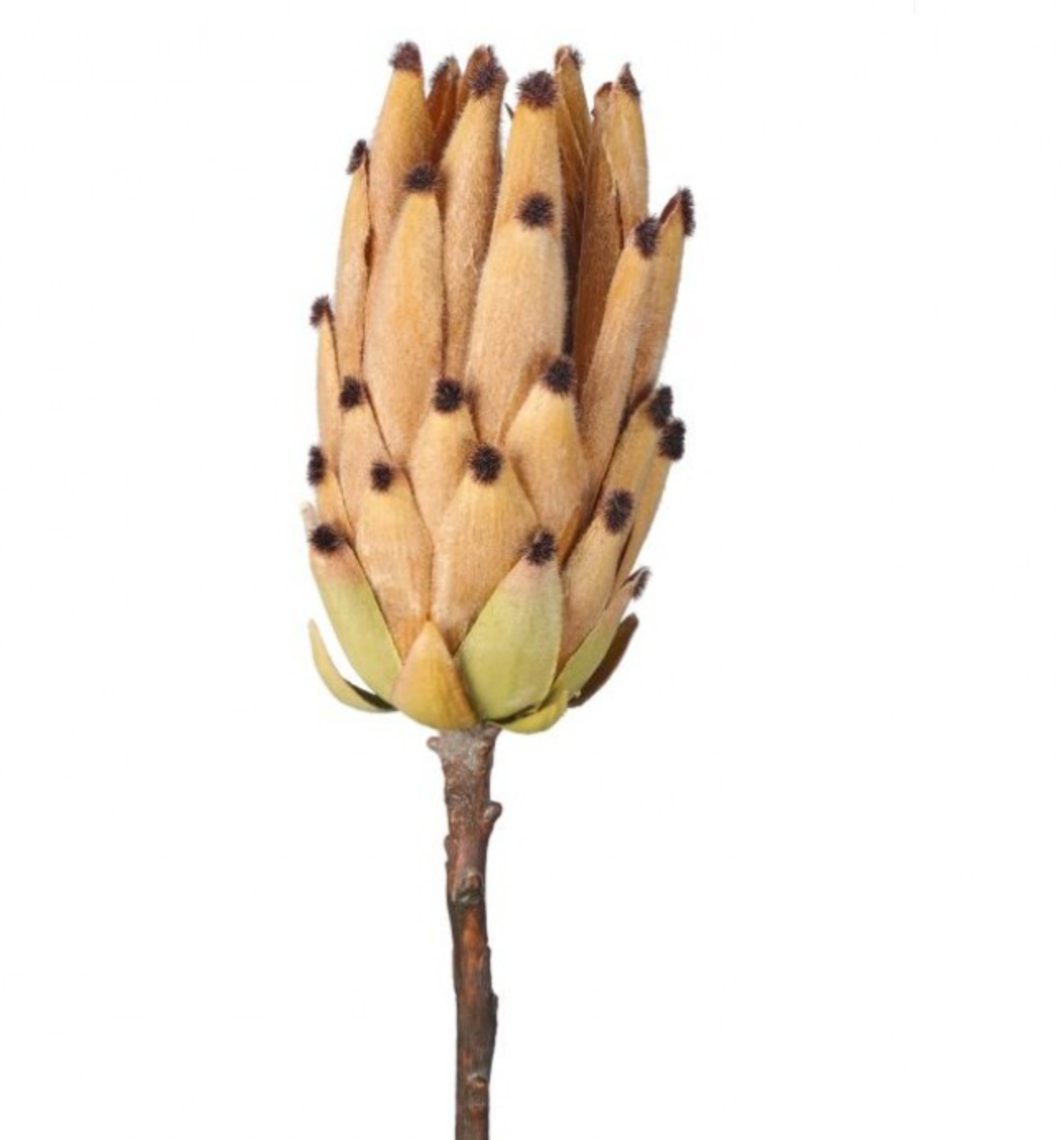 Young Protea Stem - Toffee
