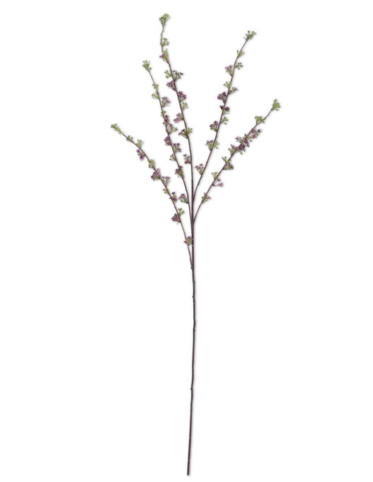 Purple Hoary Willow Spray