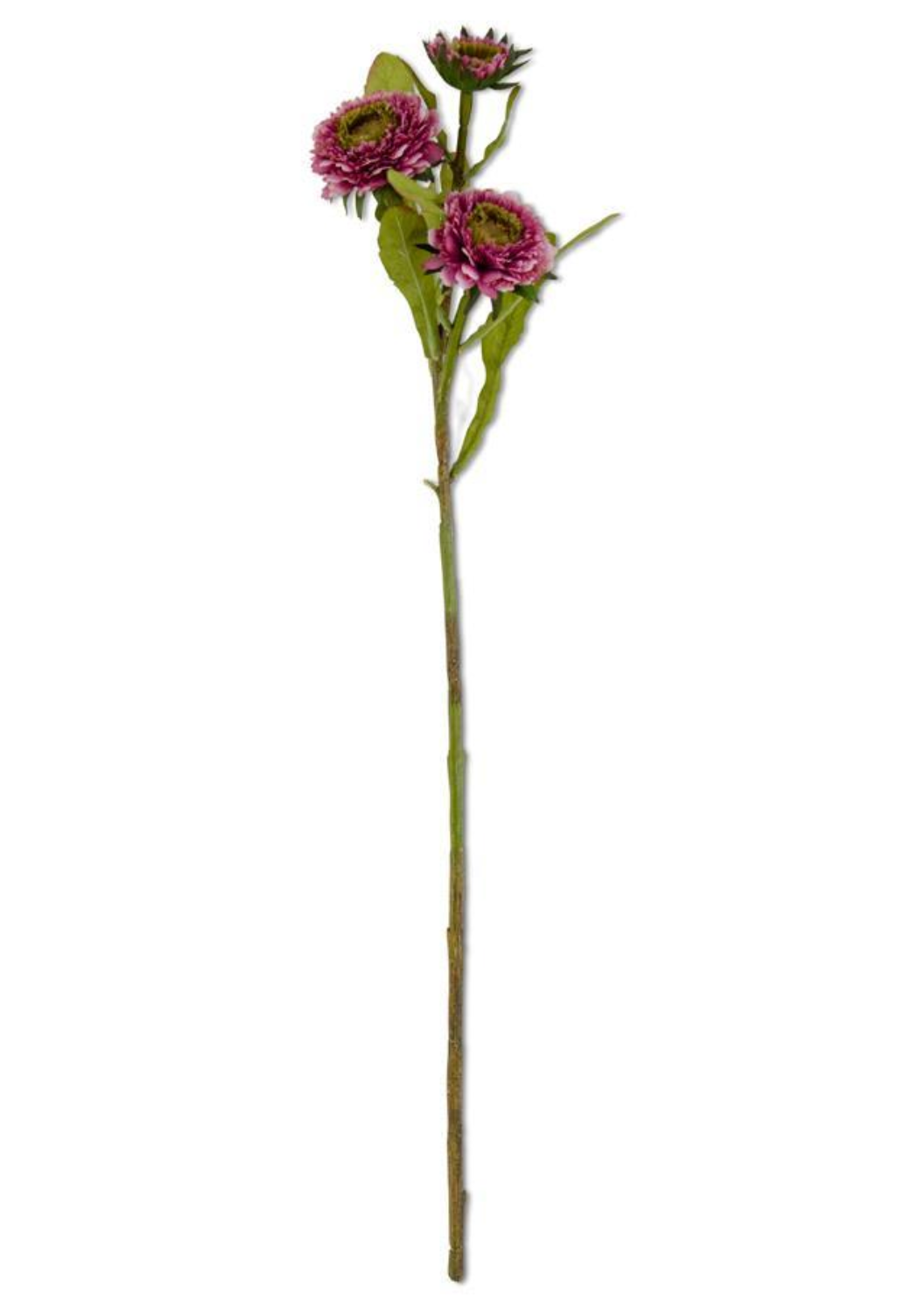 Triple Head Purple Zinnia Stem