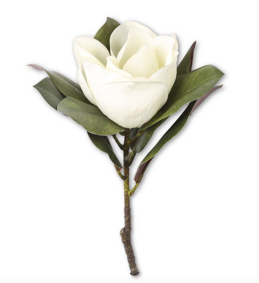 White Magnolia Stem