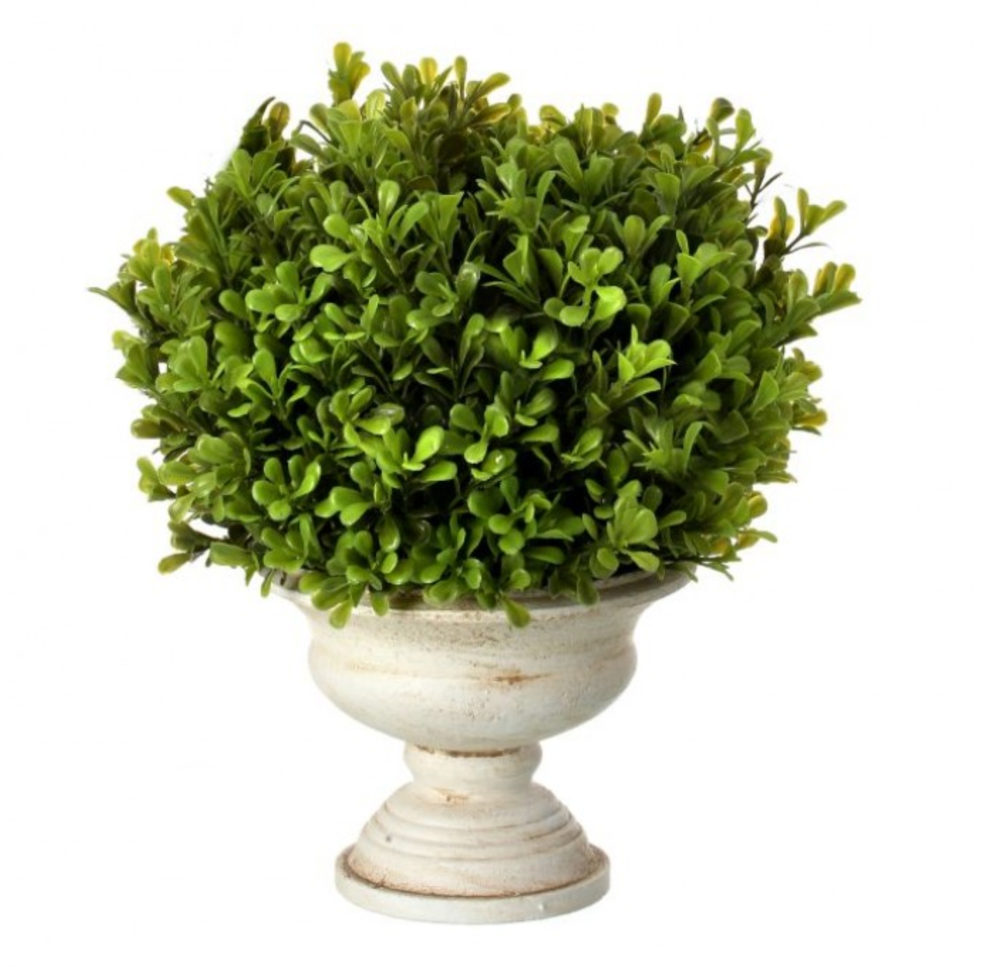 BOXWOOD BALL IN URN 11"