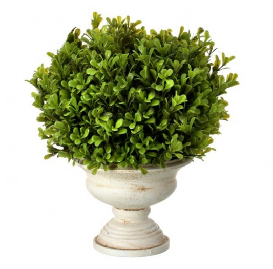 BOXWOOD BALL IN URN 11"
