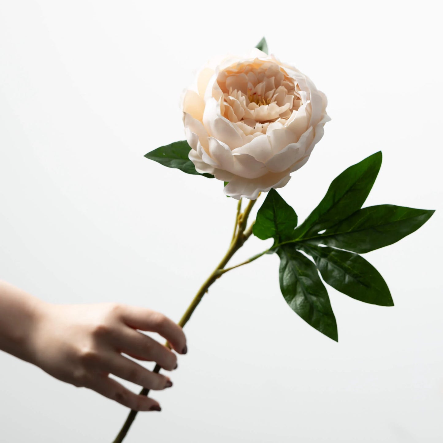 Cream Peony Spray