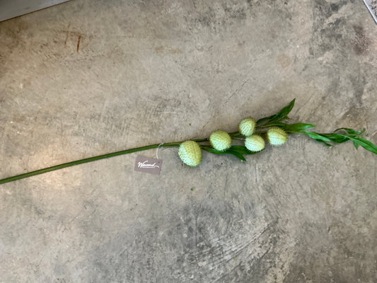 GOMPHOCARPUS FRUTICOSUS 40'',GREEN