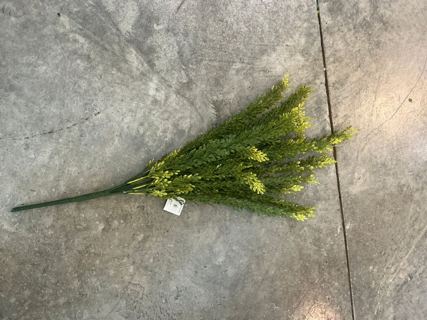 Baby Tears Bush 23”H Plastic