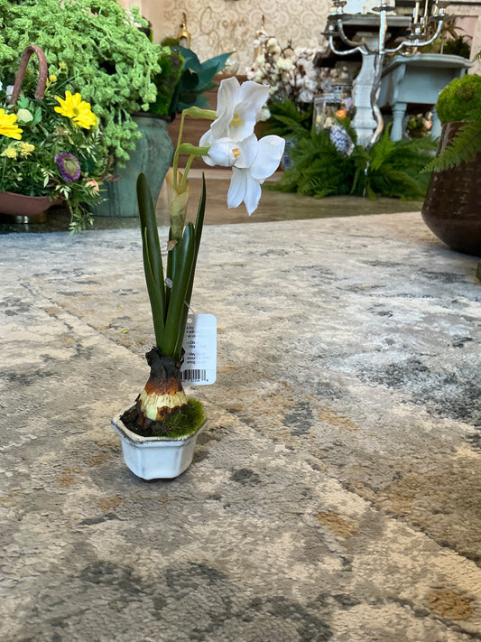 Single Narcissus in Cache Pot