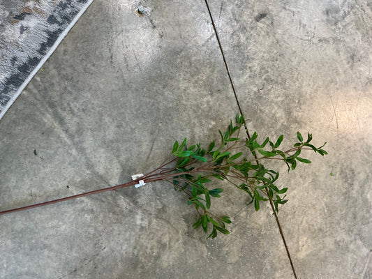 GRN ASIAN PRIVET SPRAY 33" 