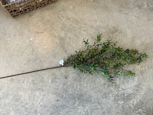 GRCR PL.VARIAGATED BOXWOOD BRANCH 48"